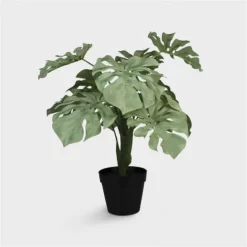 &klevering Green Monstera