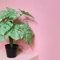 &klevering Green Monstera