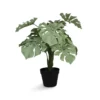&klevering Green Monstera 1 &klevering Green Monstera