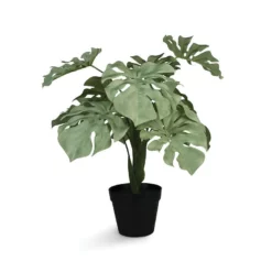 &klevering Green Monstera